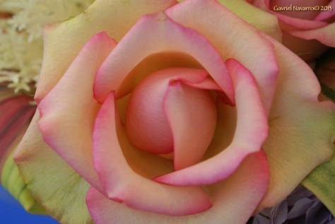 A Supernatural Rose